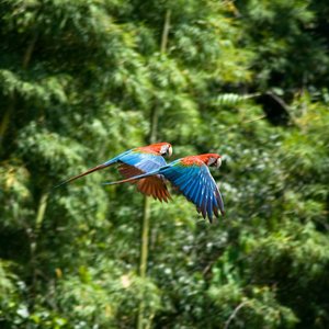 Avatar for Ondas Alfa Puras