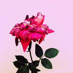 Paper Flowers