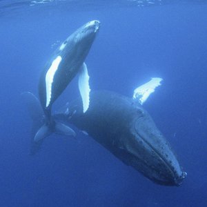 Songs Of The Humpback Whale için avatar