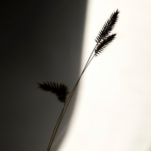 Dwelling In Light