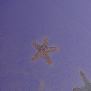 Starfish and Giant Foams