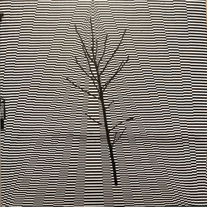 A Forest