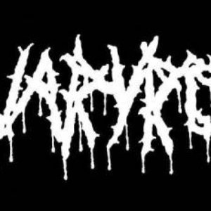 OvaryRot 的头像