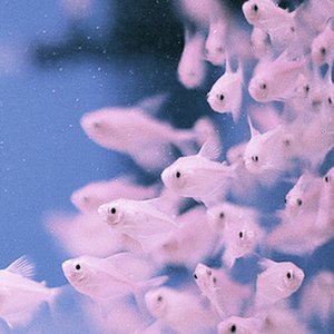 Shoaling & Schooling - The More The Better