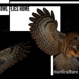 Owl Flies Home