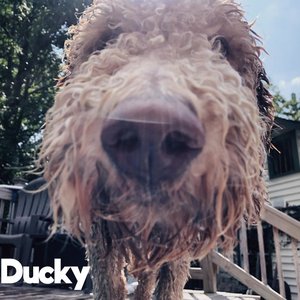 Ducky
