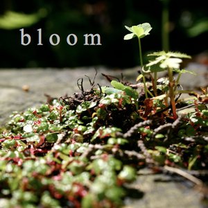 Bloom