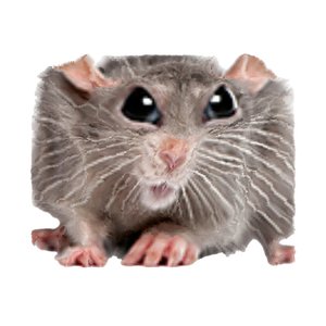 RAT