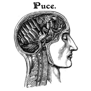 Puce
