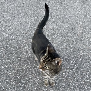 Avatar for angels kry