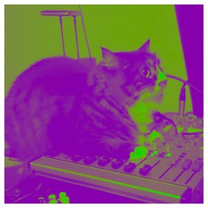 Cat Noise Wall