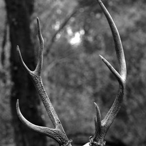Image for 'Antler and Ivy'