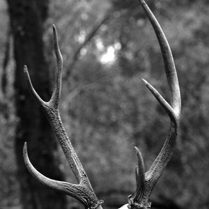 'Antler and Ivy' için resim