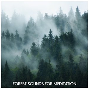Forest Sounds for Meditation
