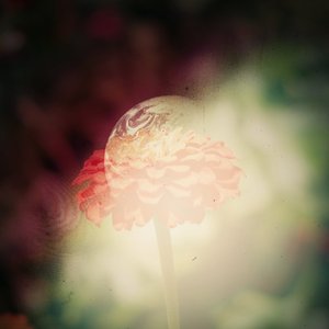 Harsh Light - Single
