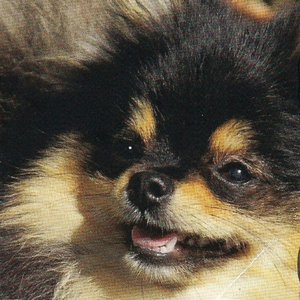 POM POM