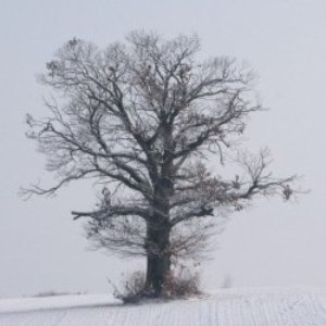 Avatar for Die Natur