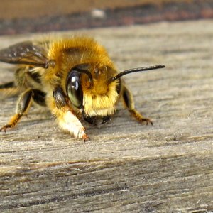Solitary Bee 的头像