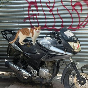 LVTR
