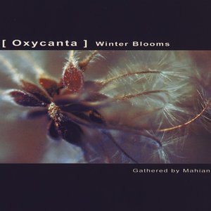 Oxycanta - Winter Blooms