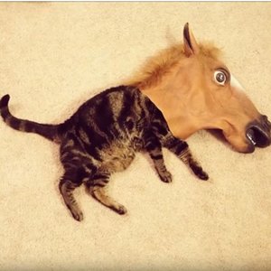 Avatar de Bojack's Theme