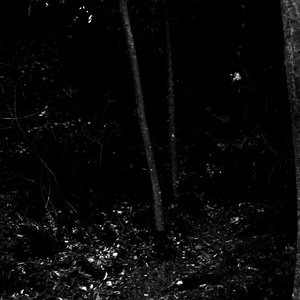 Dead Nature