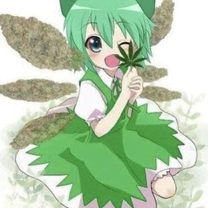 wetcatsmell 的头像