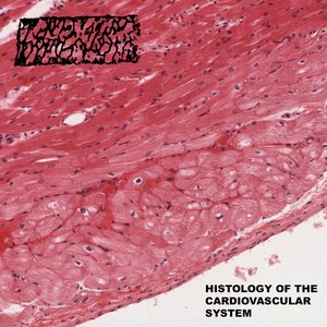 Histology of the Cardiovascular System