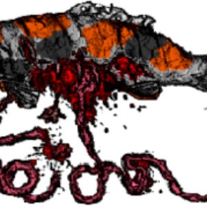 Avatar de Koital