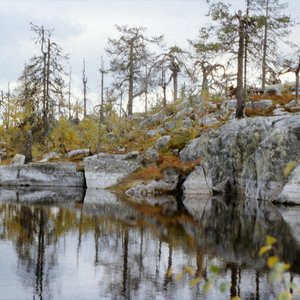 Звуки природы - Лесная музыка, релаксация, медитация, сон, пение птиц на заднем плане, белый шум, колыбельные, йога, фортепиано