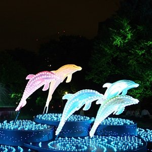 Dolphin Dance