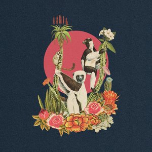 Ring Tail - Single