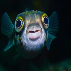 blub blub