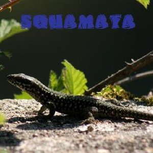 Squamata