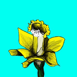 Daffodils