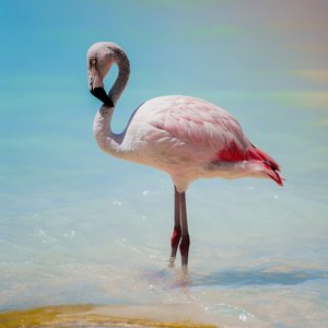 Avatar for Lovely Flamingo