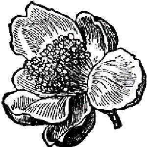 Bild für 'Tea With Flower Fragance'