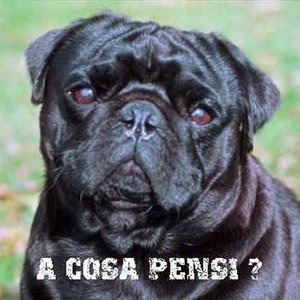 A Cosa Pensi 的头像