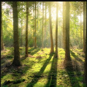 Inside the Forest