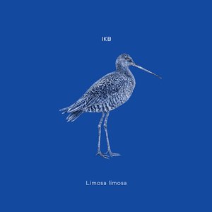 Limosa limosa