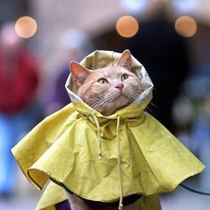 Avatar for That's a Nice Coat