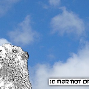10 Marmot Drive 的头像