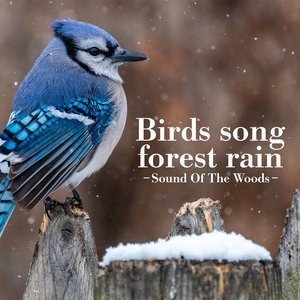 Birds song forest rain