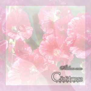 Althaea rosea