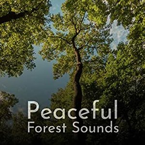 Peaceful Forest Sounds