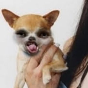 Amante 的头像