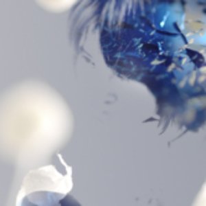agllis 的头像