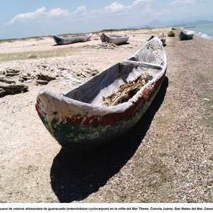 Huaves De San Mateo Del Mar 的头像