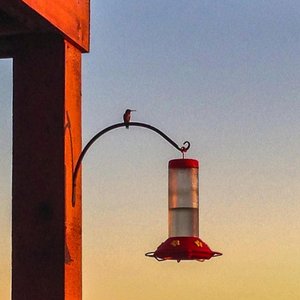 Morning Birds