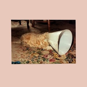 Cover Langkamer – Crows